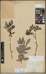 Foto von Salix appendiculata Vill. x Salix eleagnos Scop.